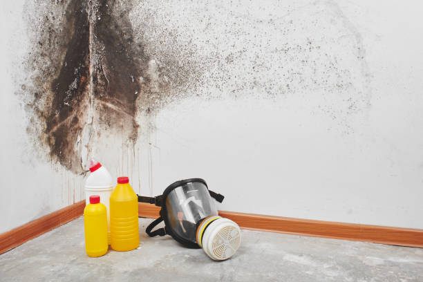 Best Affordable Mold Removal  in Newton, NJ