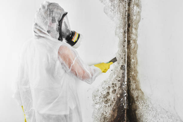 Best Mold Remediation  in Newton, NJ