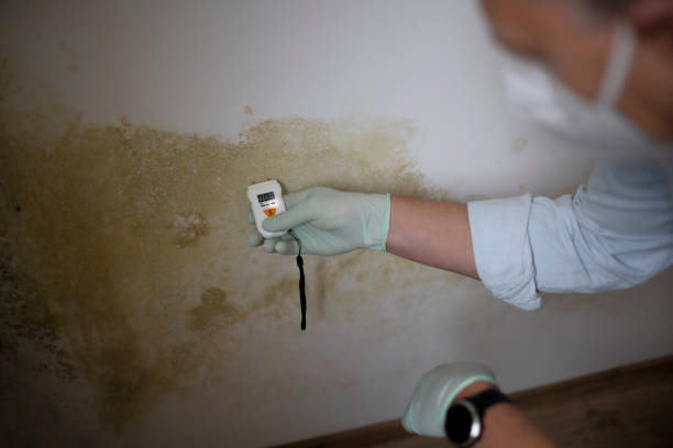 Professional Mold Removal in Newton, NJ