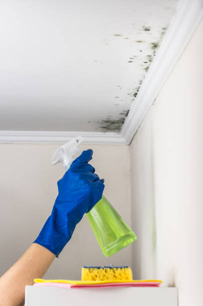 Best Mold Cleaning Services  in Newton, NJ