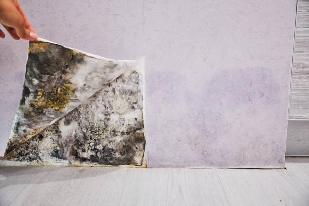 Best Black Mold Removal  in Newton, NJ